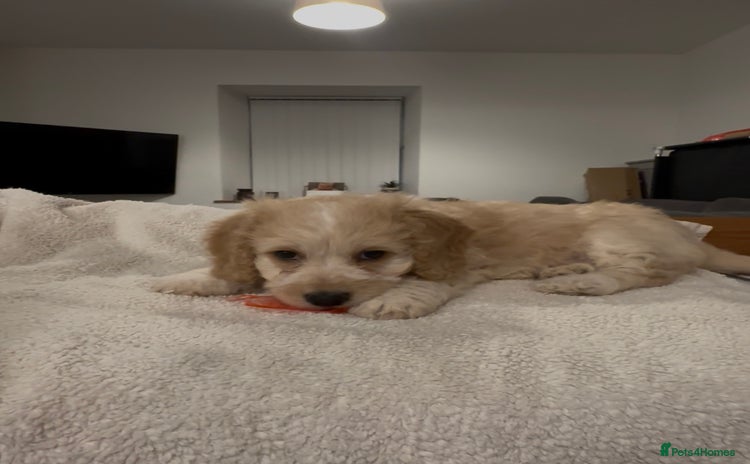 Mixed Breed dogs Blondie 🎀 - Advert 5