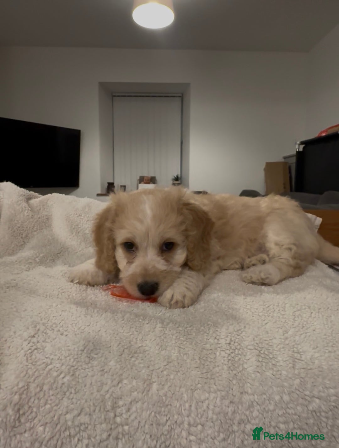 Mixed Breed dogs for sale: Blondie 🎀 - Advert 1