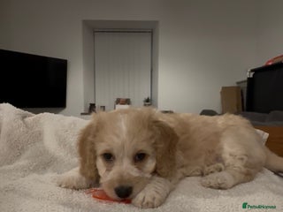 Mixed Breed dogs Blondie 🎀 - Advert 1