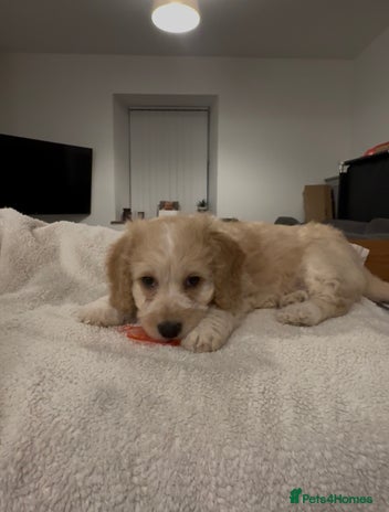 Mixed Breed dogs Blondie 🎀 - Advert 3