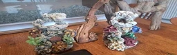 Corn Snake reptiles for sale: Corn snake with vivvarium in Ivybridge - Advert 16