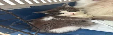 Maine Coon Kitten 1