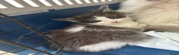 Maine Coon cats for sale: Maine coon & Turkish van mix - Advert 3