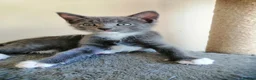 Russian Blue cats for sale: beautiful kittens😻😍 - Advert 12