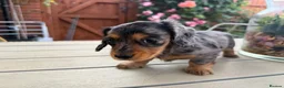 Miniature Dachshund dogs for sale:  Adorable Miniature Dachshund Puppies - Advert 2