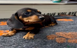 Miniature Dachshund dogs for sale: Show standard KC registered miniature dachshunds  - Image 2