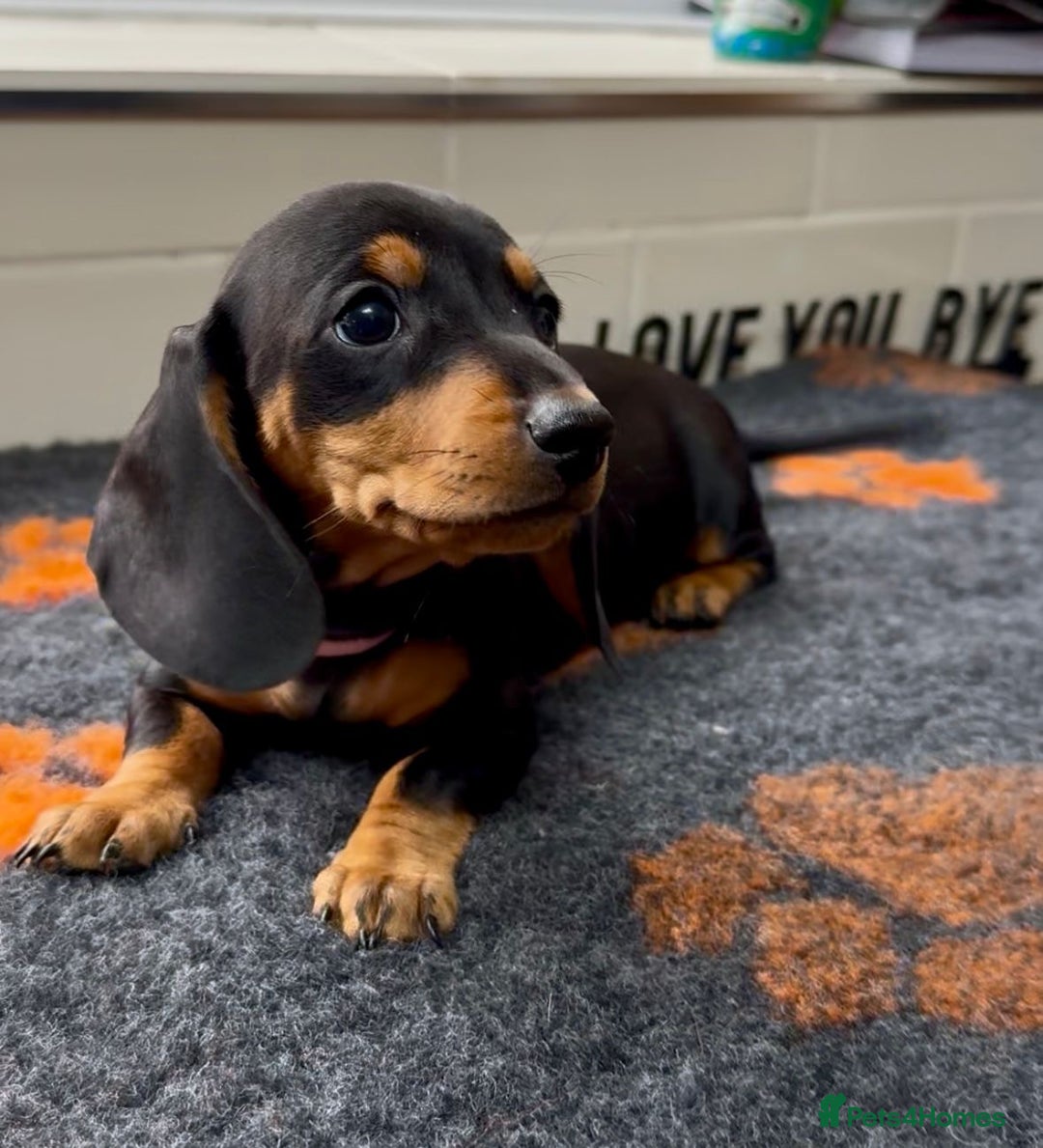 Miniature Dachshund dogs for sale: Show standard KC registered miniature dachshunds  - Image 2