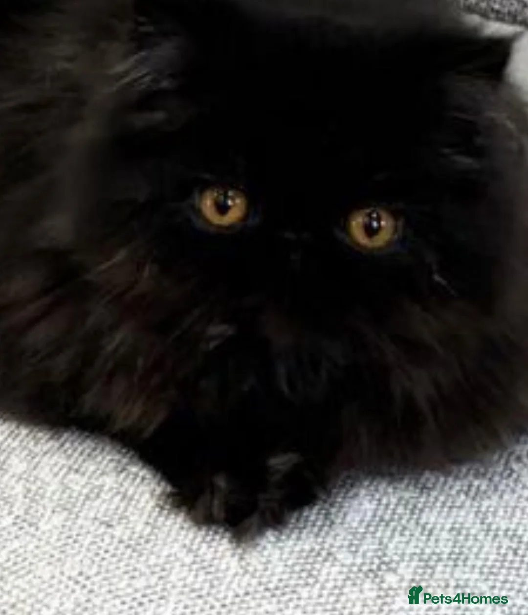 Persian cats for sale: Registered persians - Advert 3