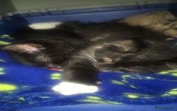 British Longhair cats for sale: Two beautiful male kittens - Image 2