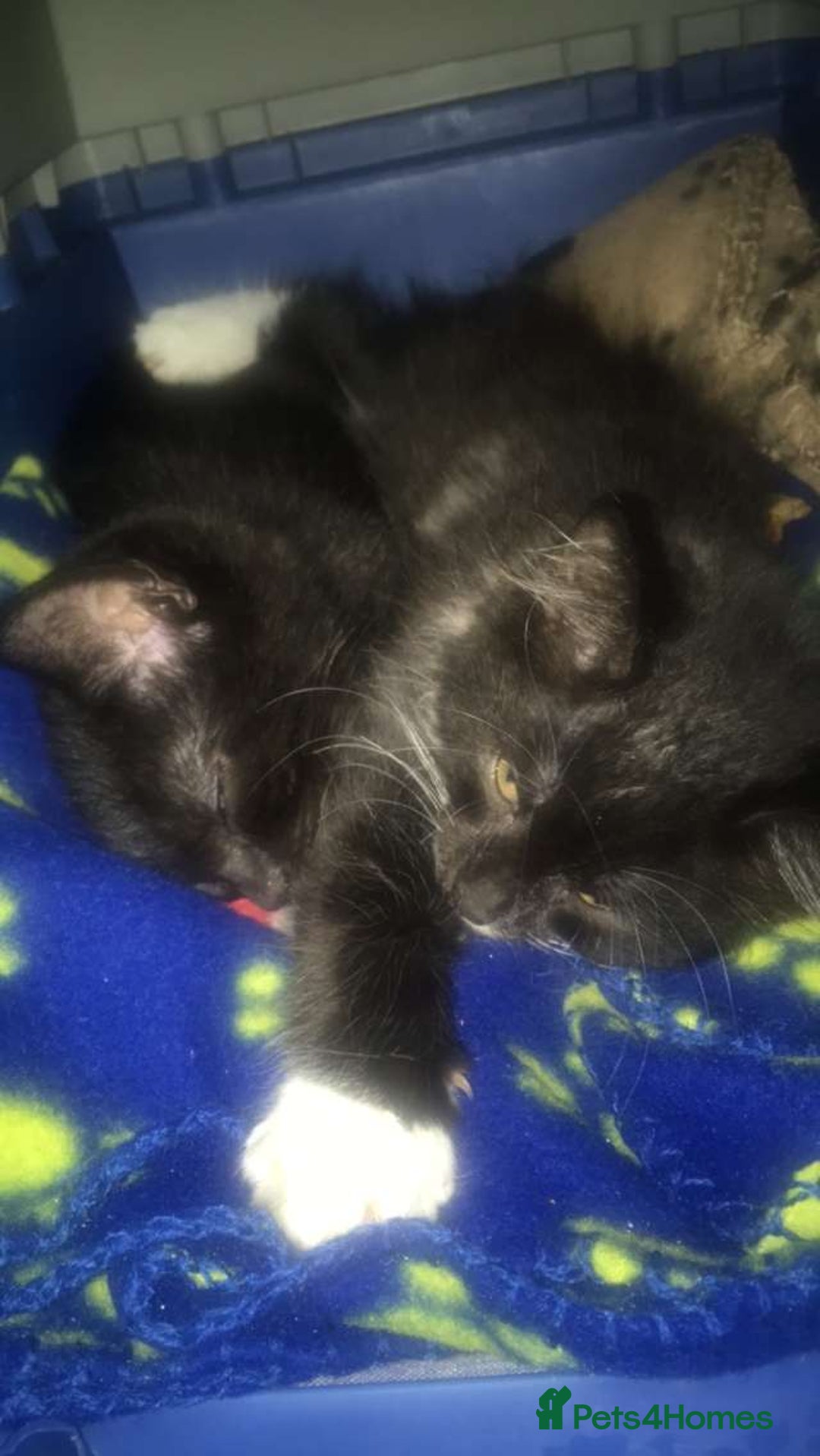 British Longhair cats for sale: Two beautiful male kittens - Image 2