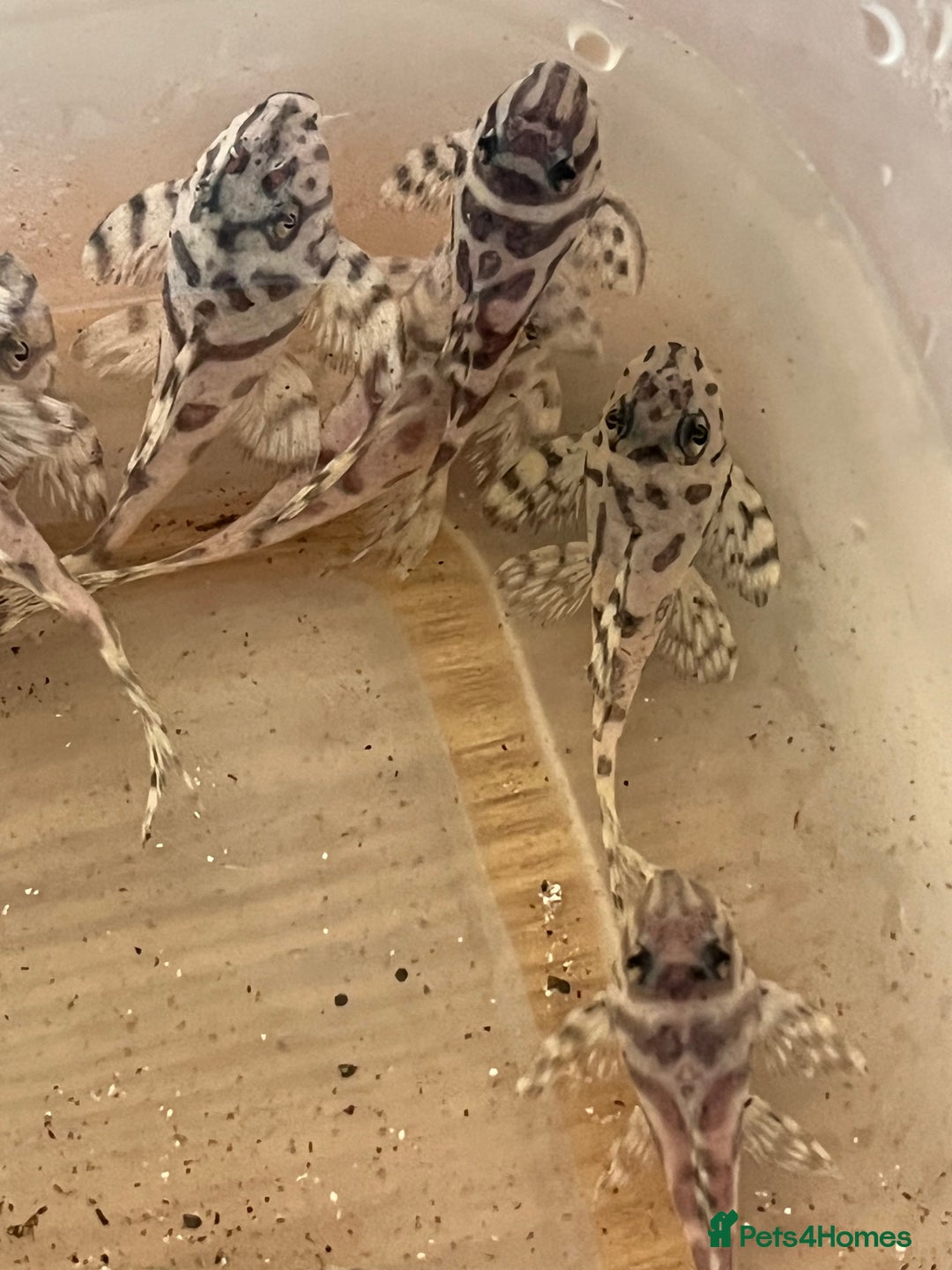 Plecos fish for sale: L236sw Pleco. 1” & 2”-3”  - Image 3