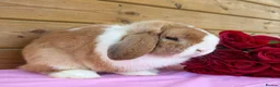 Mini Lop rabbits for sale: Well Socialised Mini Lops - Advert 1
