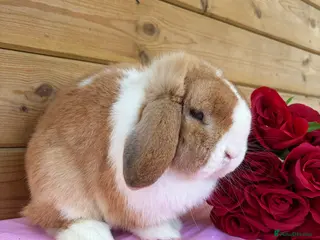 Mini Lop rabbits Well Socialised Mini Lops - Advert 2