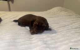 Dachshund dogs for sale:  KC Registered mini long hair Dachshund Puppies  - Image 16