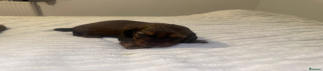 Dachshund Puppy 2
