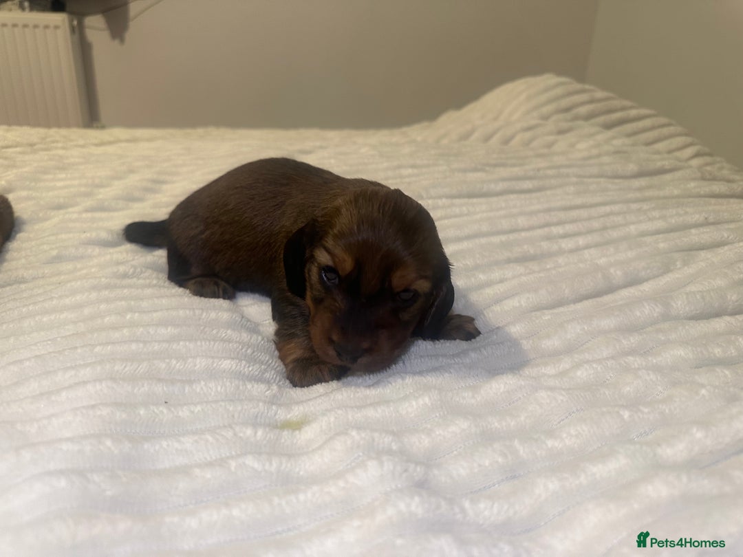 Dachshund dogs for sale:  KC Registered mini long hair Dachshund Puppies  - Image 16