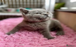 British Longhair cats for sale: British Blue Boys Available x 3 - Image 1