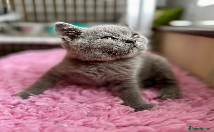 British Longhair cats for sale - Advert 2