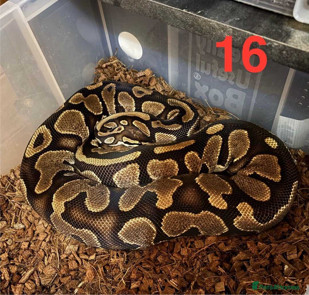 Python Snake reptiles for sale: Ball Python / Royal Python Hatchlings and Adults - Image 17