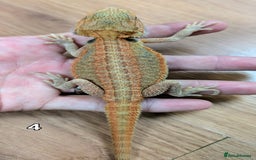 Bearded Dragon reptiles for sale: Baby Bearded dragons. Witblits, genetic stripes - Image 1