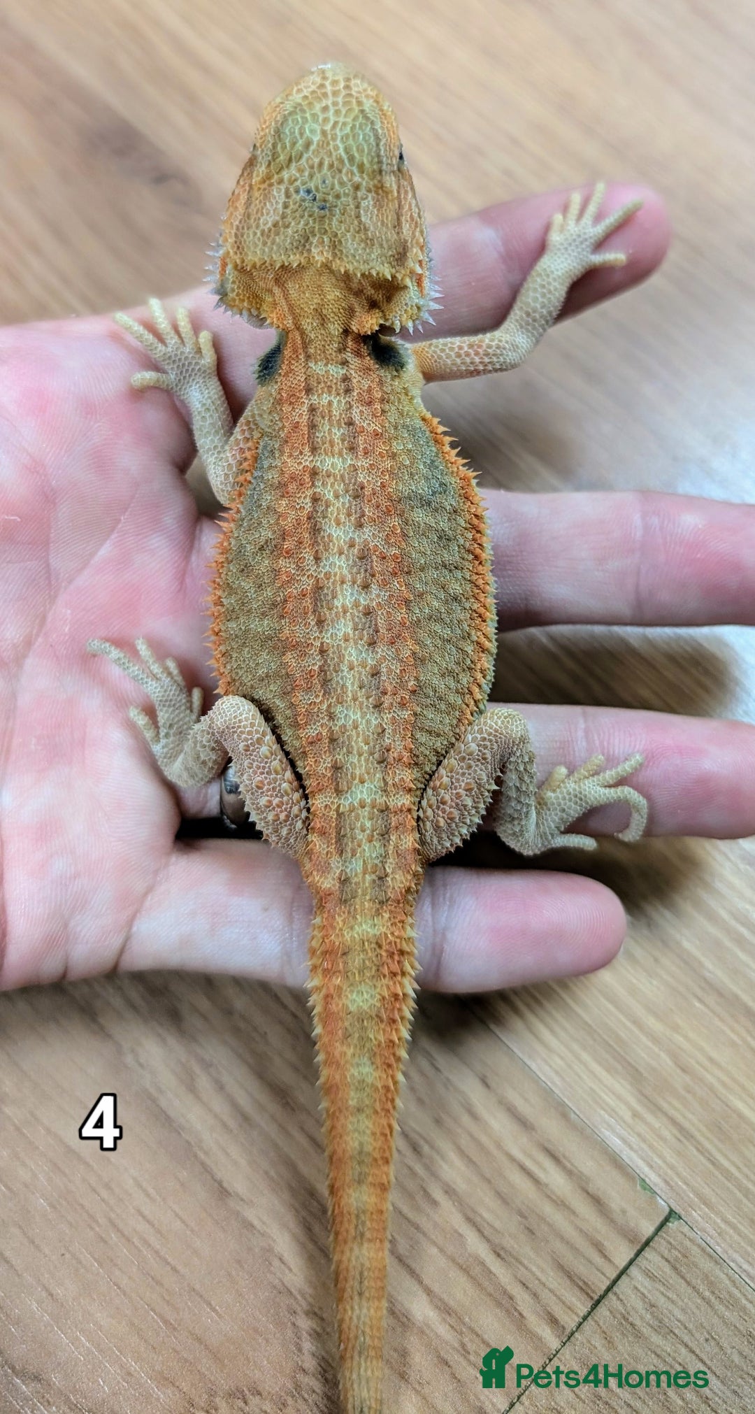 Bearded Dragon reptiles for sale: Baby Bearded dragons. Witblits, genetic stripes - Image 1
