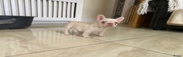 French Bulldog dogs for sale: LAST ONE NEWSHADE PLATINUM MALE - Advert 5