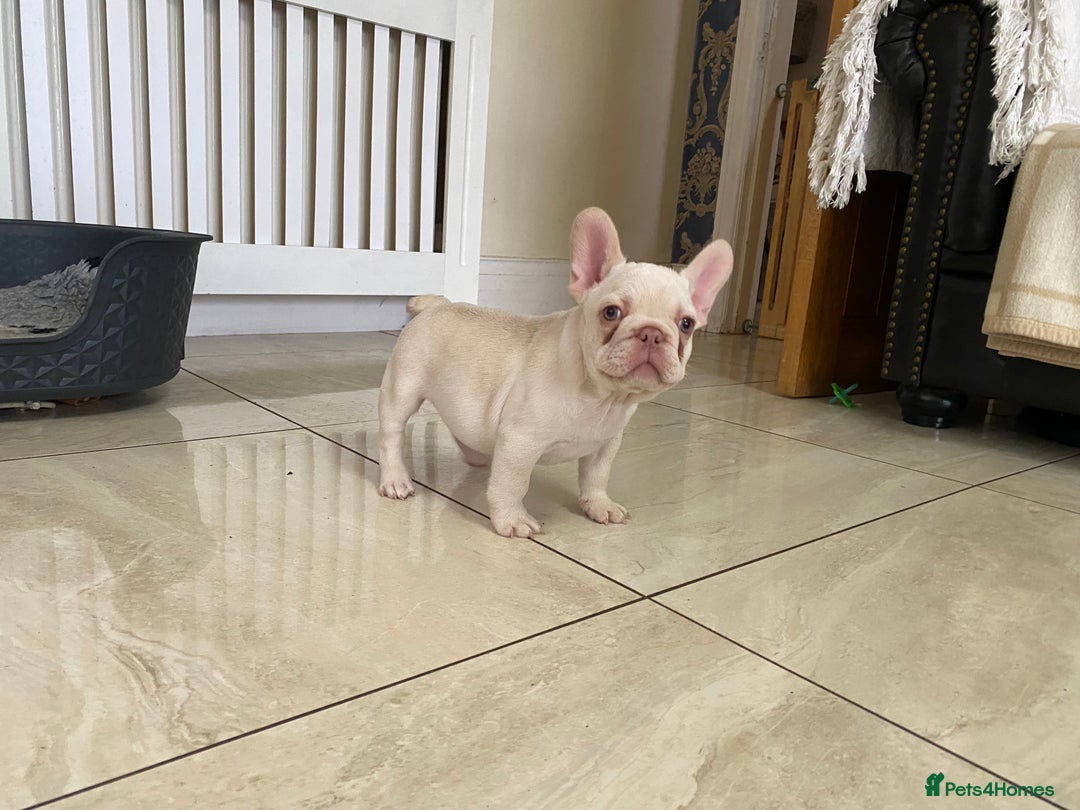 French Bulldog dogs for sale: LAST ONE NEWSHADE PLATINUM MALE - Advert 5