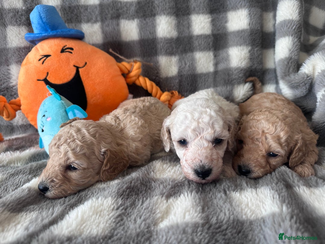 Miniature Poodle dogs for sale: Outstanding litter of mini poodles - Image 7