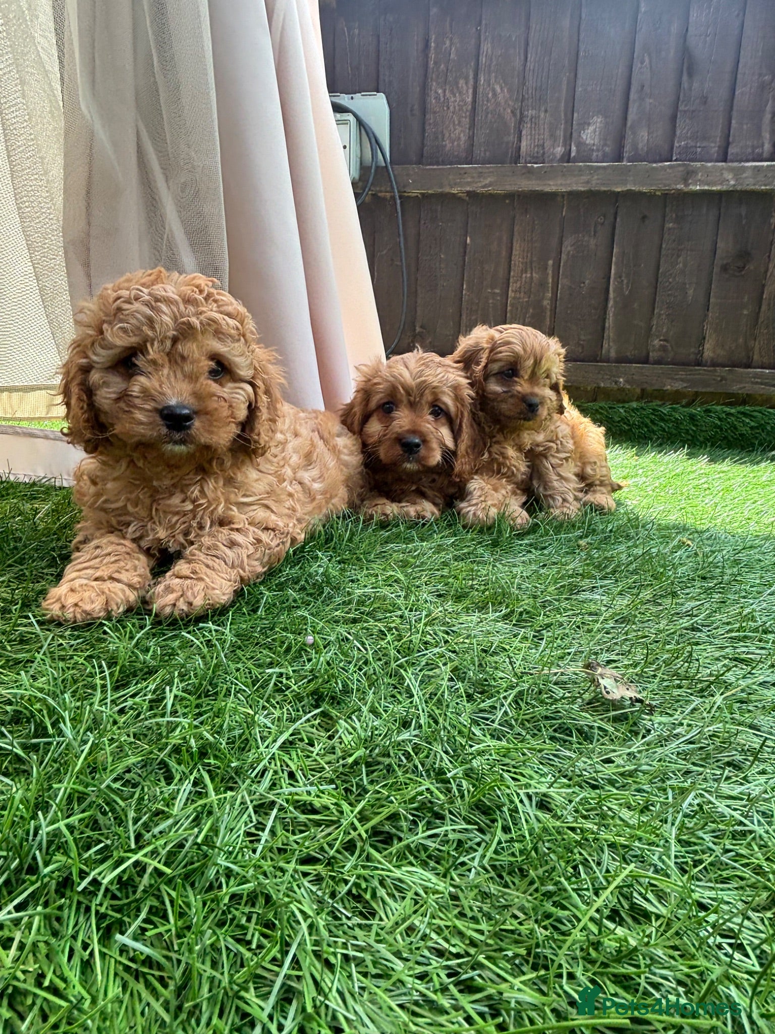 Cavapoo dogs Stunning deep red cavapoos  - Advert 1