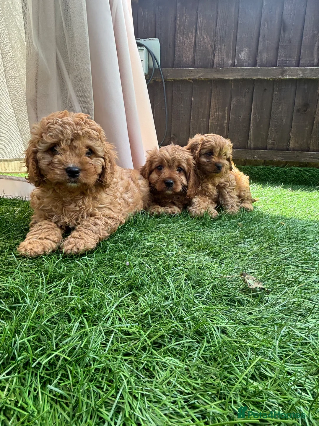 Cavapoo dogs for sale: Stunning deep red cavapoos  - Advert 2