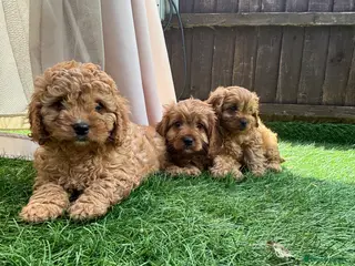 Cavapoo dogs Stunning deep red cavapoos - Advert 1