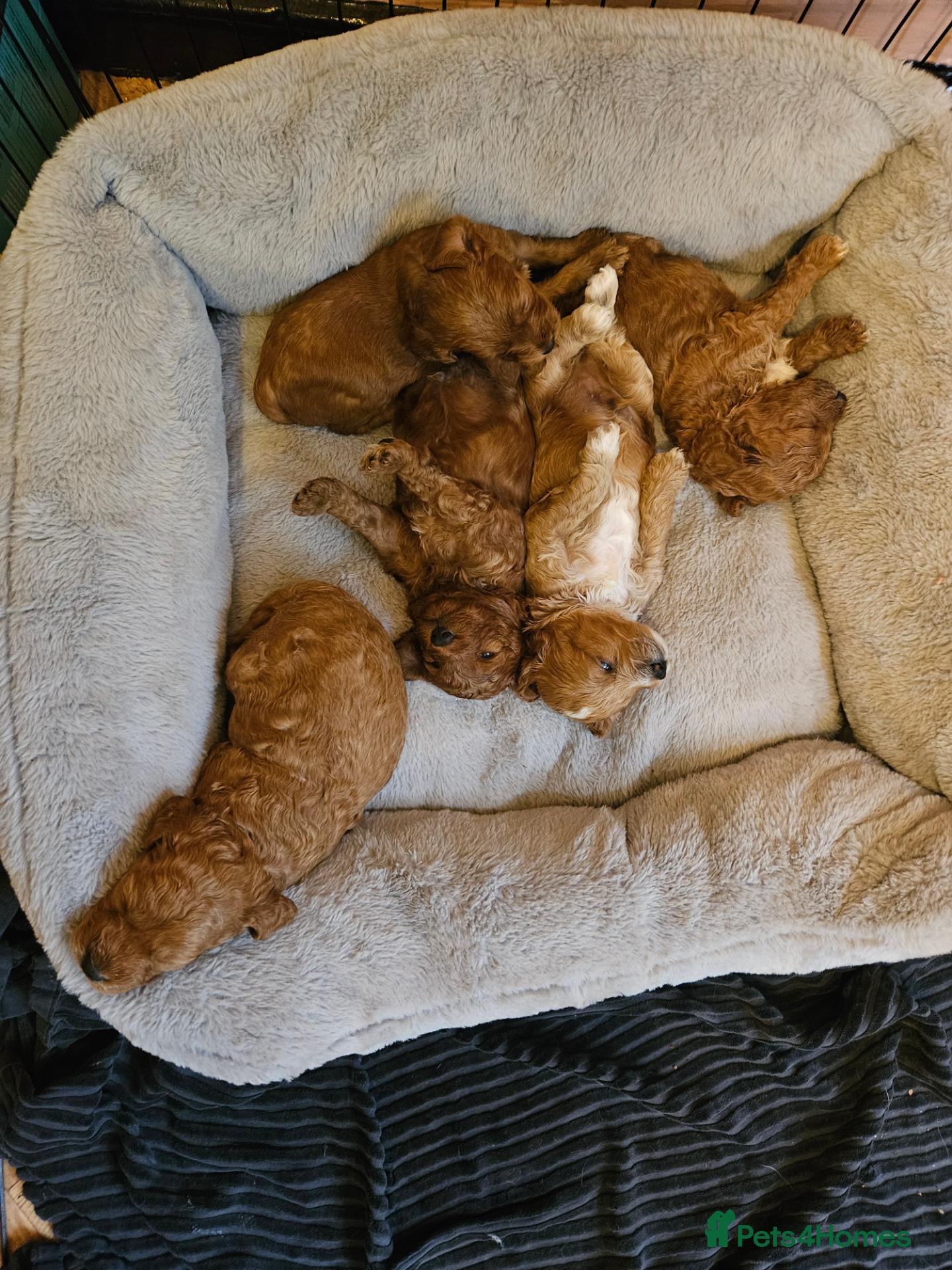 Cockapoo dogs Cockerpoo  - Advert 13
