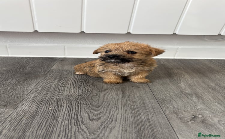Jackapoo dogs - Advert 10