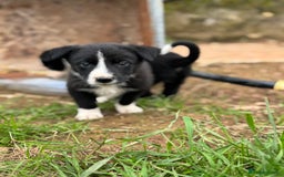 Border Collie dogs for sale: Boarder Collie Pups - Image 5