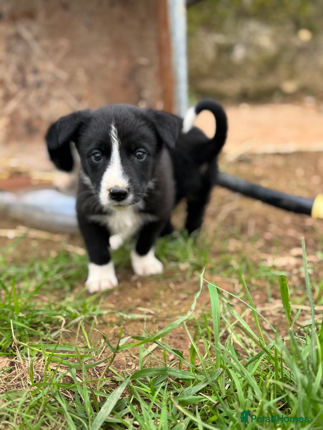 Border Collie dogs for sale: Boarder Collie Pups - Image 5