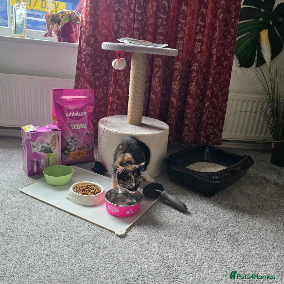 Ragdoll cats for sale: Beautiful Ragdoll x Norwegian Forest Female Kitten in Barnsley - Advert 5