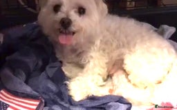 Maltipoo dogs for sale: Beautiful maltipoo puppies for sale - Image 13