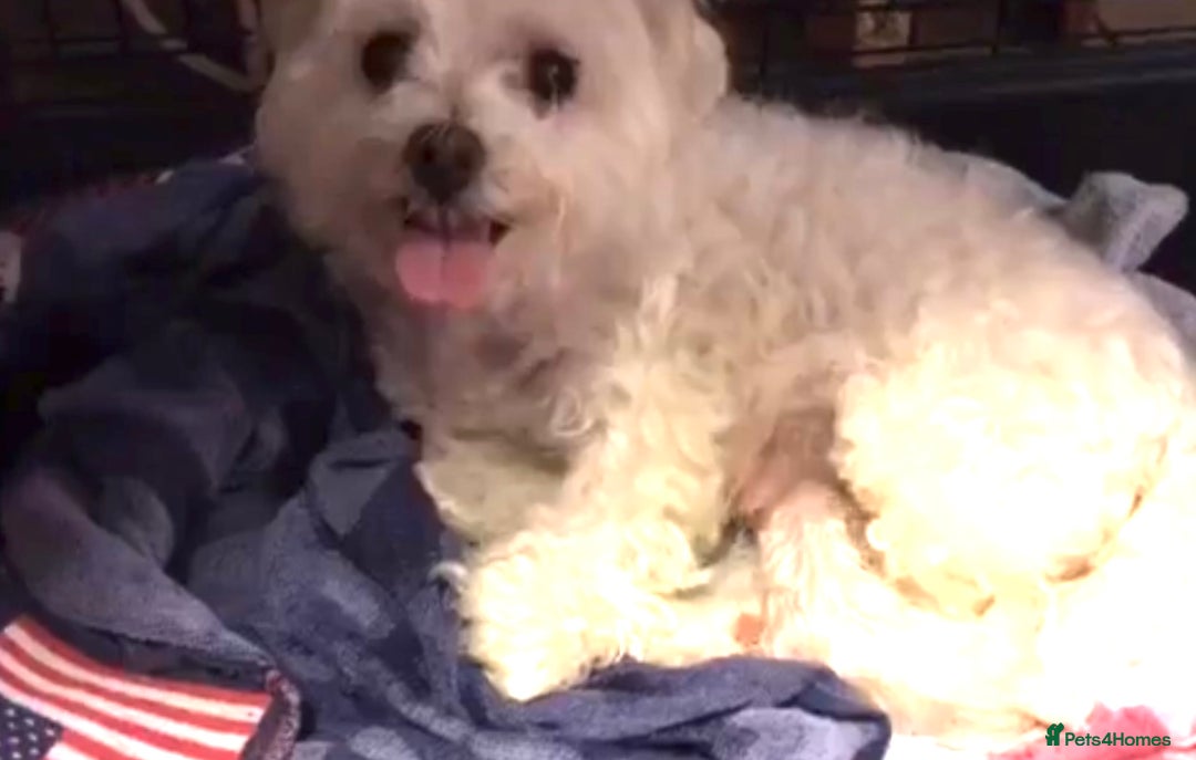Maltipoo dogs for sale: Beautiful maltipoo puppies for sale - Image 13