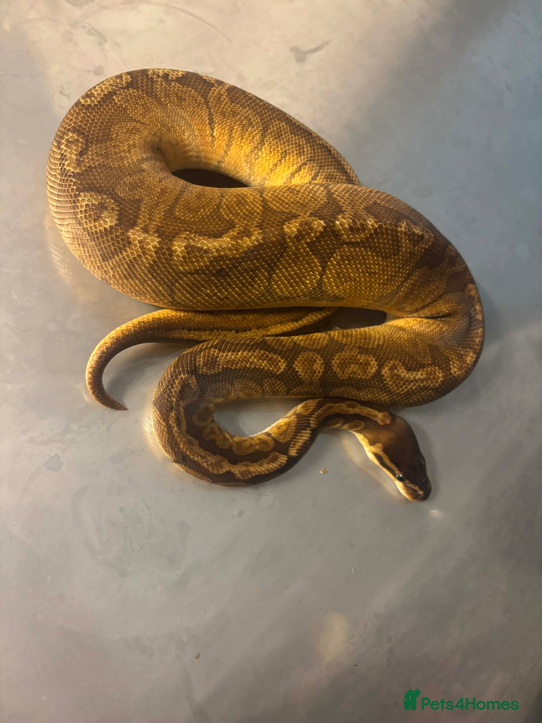 Python Snake reptiles for sale: Captive Bred Ball Pythons – Dundee - Advert 2