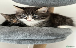 American Shorthair cats for sale: Ready to leave 2 boy kittens left  in Ilford - Image 2