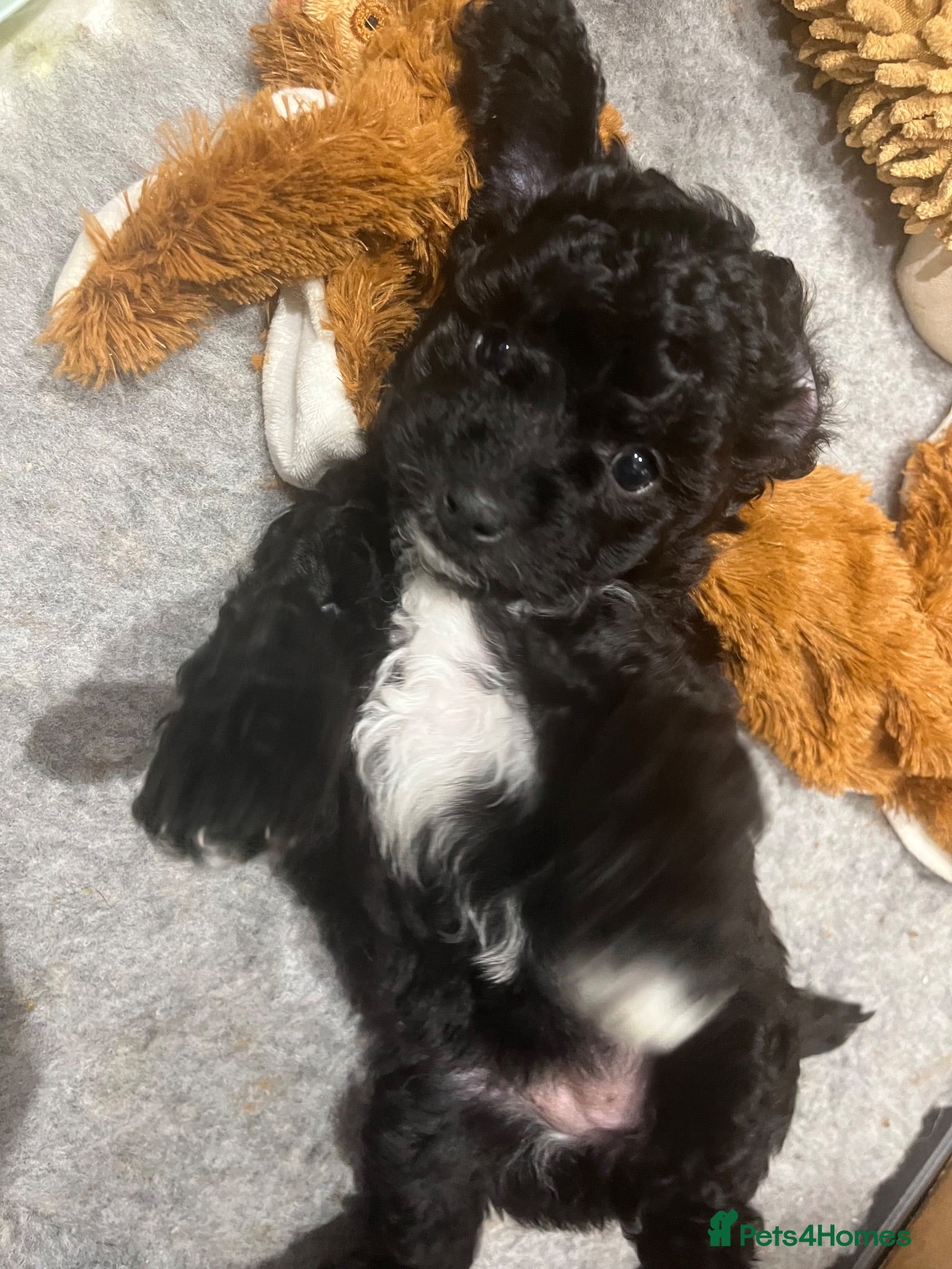 Mixed Breed dogs Cavapoochon puppies - Advert 2