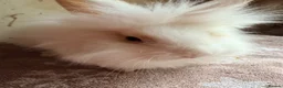 Lionhead rabbits for sale: Beautiful Lionheads  - Advert 4
