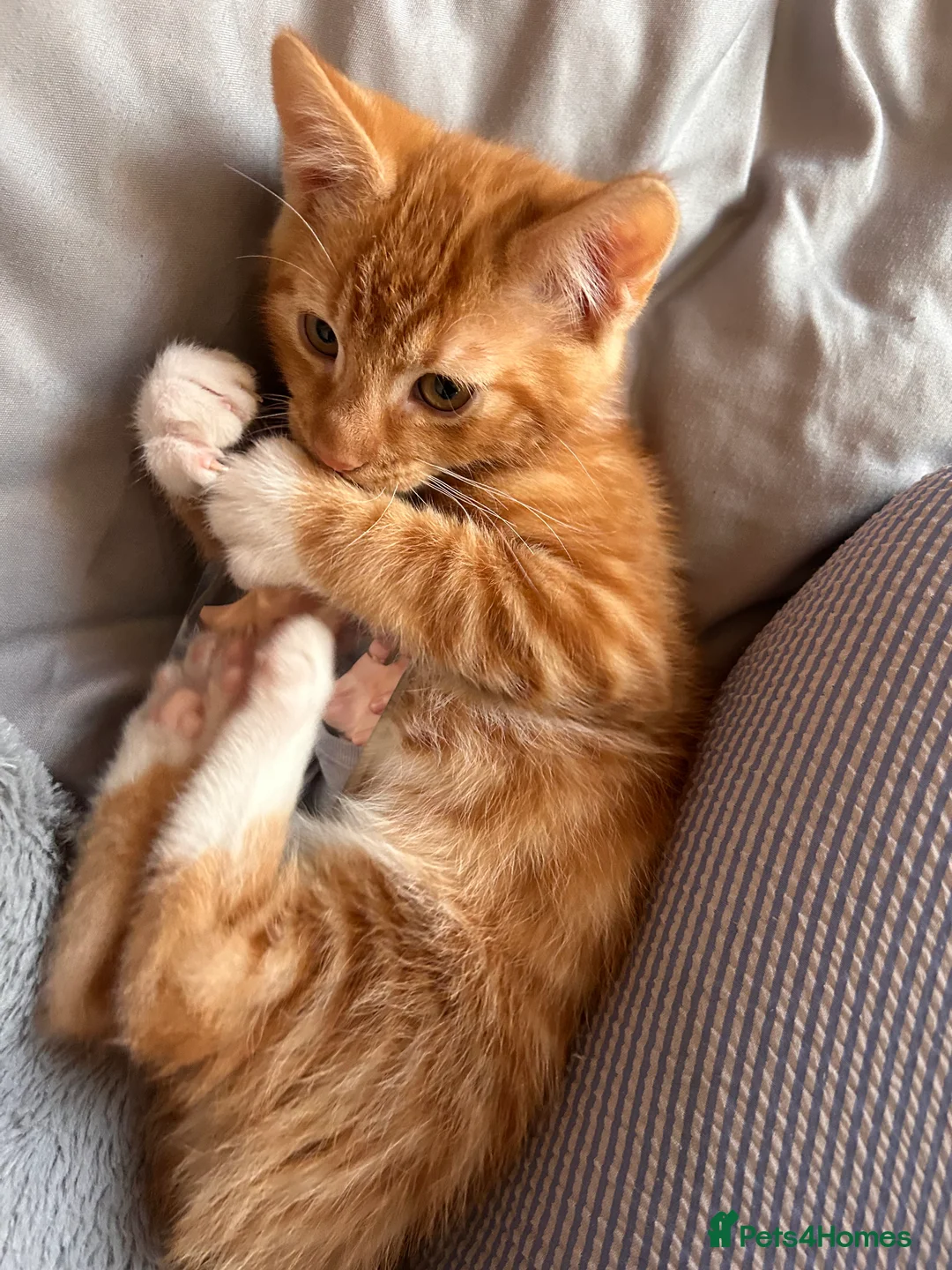 Mixed Breed cats for sale: Male Ginger Kitten - Advert 6