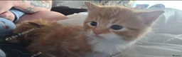 Mixed Breed cats for sale: Gorgeous fluffy loving kittens. READY 05/09/2026 - Advert 7