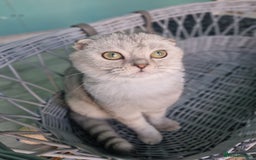 Scottish Fold cats for sale:  Scottish fold kitten looking so a Sweet home💖 - Image 23