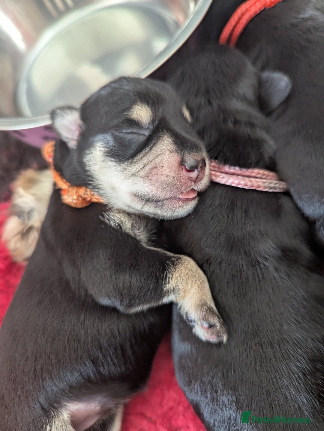Miniature Schnauzer dogs for sale: Kc reg miniature schnauzer pups available  - Image 12