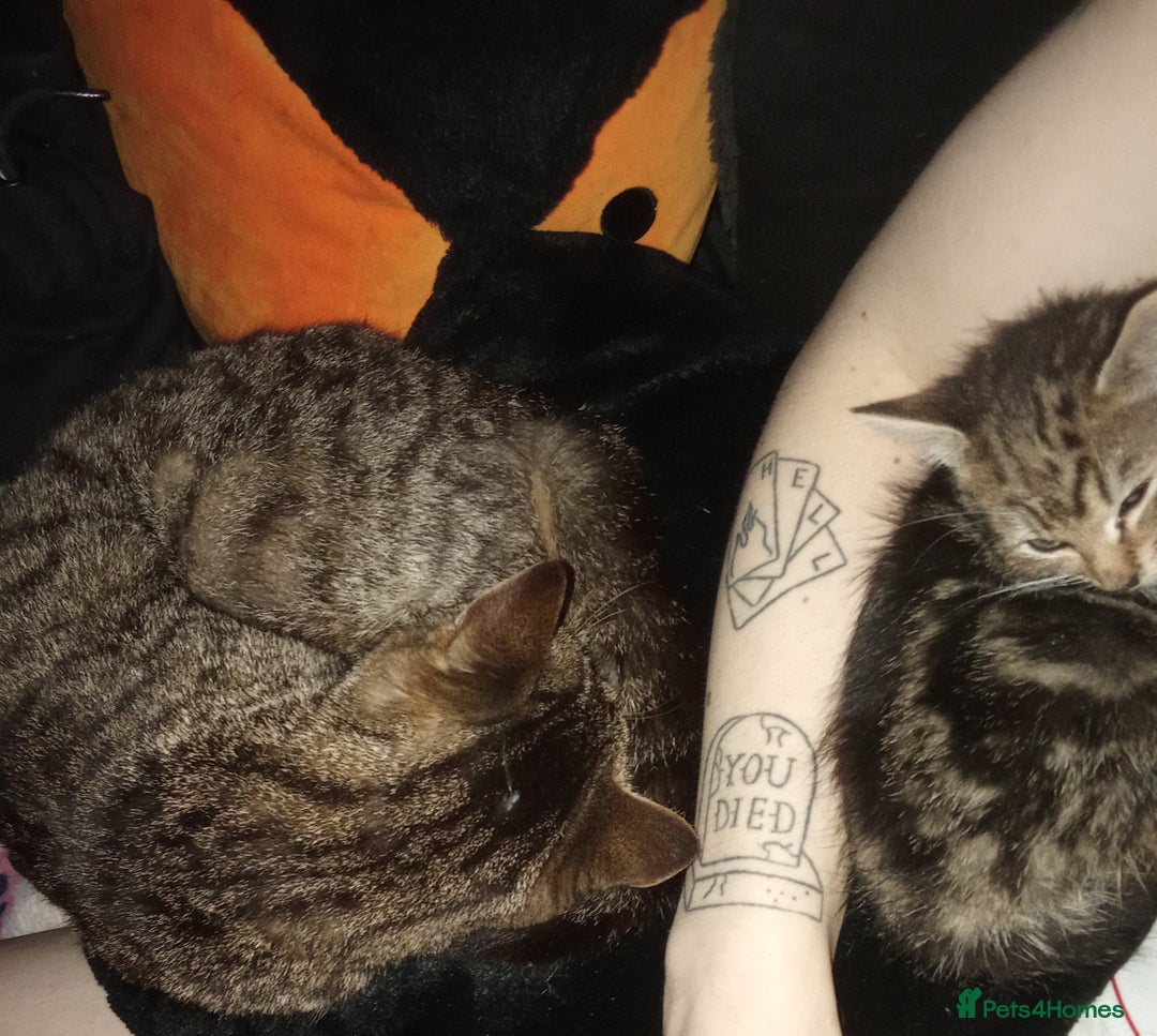 Mixed Breed cats for sale: Adorable kitten for urgent rehoming!! - Advert 8