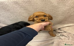 Cocker Spaniel dogs for sale: Show type cocker spaniels puppies  - Image 8