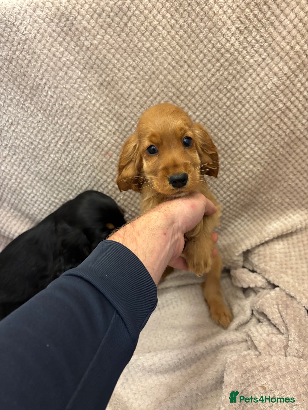 Cocker Spaniel dogs for sale: Show type cocker spaniels puppies  - Image 8