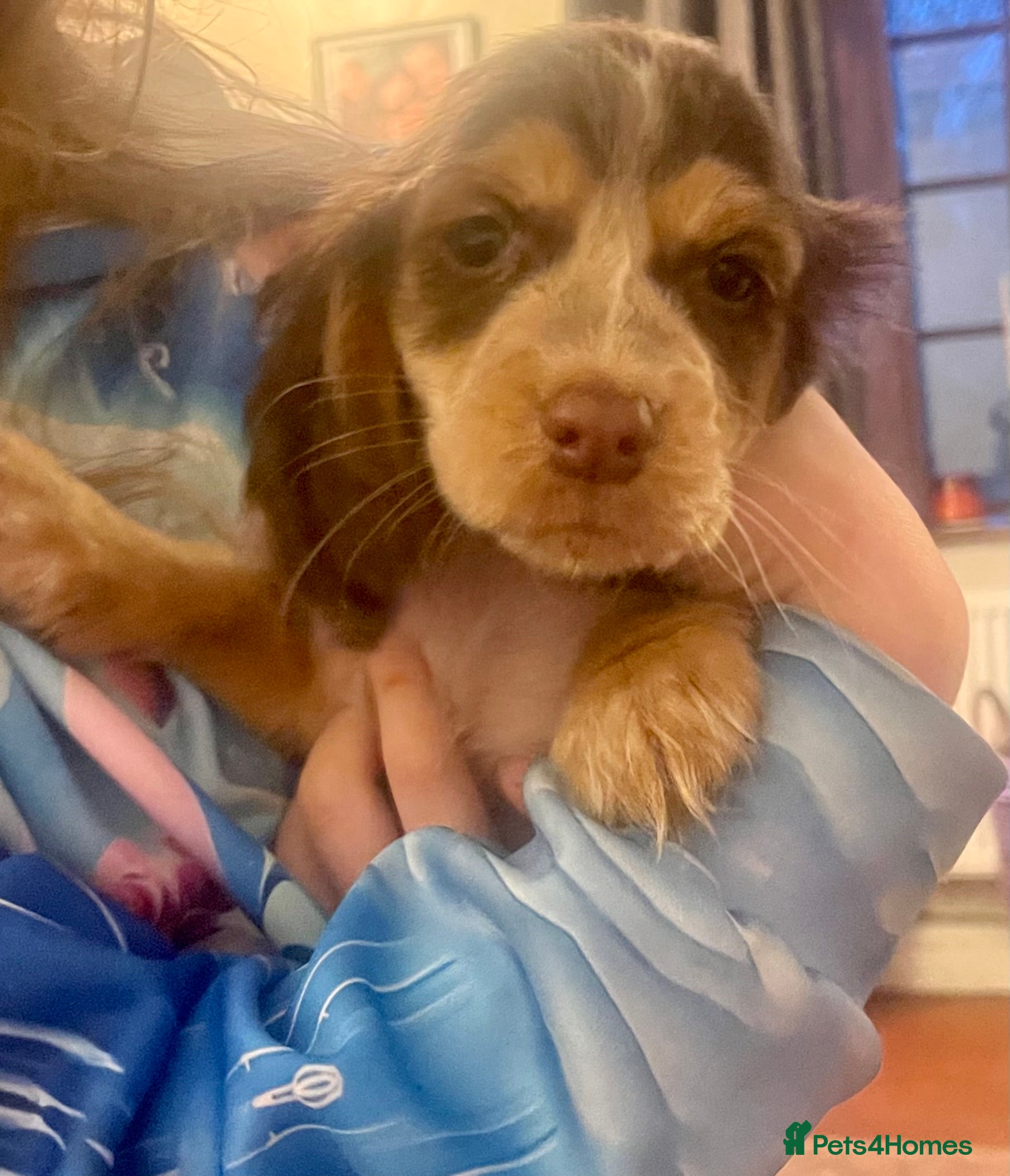 Cocker Spaniel dogs Stunning cockers ready now  - Advert 13